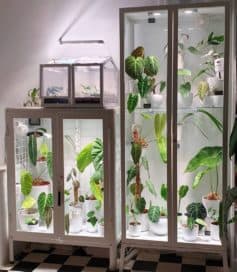 Ikea Glass Cabinet Greenhouse for Indoor Plants