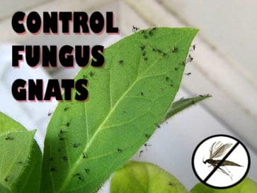 Control Fungus Gnats with CX Tanlin Drops